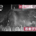 牛63頭襲う「OSO18」凶暴300kgの巨大ヒグマ捕獲のチャンス…　ある飼料とは(2022年8月3日)