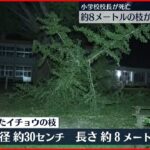 【小学校校長が死亡】約8メートルの枝が折れ下敷きに 鹿児島