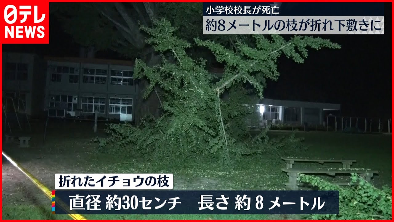 【小学校校長が死亡】約8メートルの枝が折れ下敷きに 鹿児島