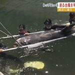 台風8号に備え“クジラの避難”も　近畿には「13日明け方から朝にかけて」最接近か（2022年8月12日）