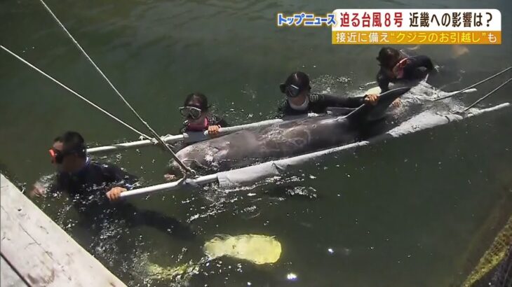 台風8号に備え“クジラの避難”も　近畿には「13日明け方から朝にかけて」最接近か（2022年8月12日）