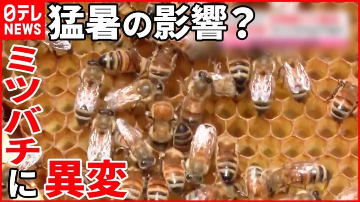 【8月3日は「ハチミツの日」】連日の猛暑でミツバチに“異変” 収穫量が大幅に減少