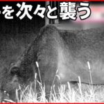 【通称“OSO18”】牛が襲われるも…人前に姿を現さない“忍者グマ” 北海道・標茶町