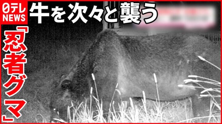 【通称“OSO18”】牛が襲われるも…人前に姿を現さない“忍者グマ” 北海道・標茶町