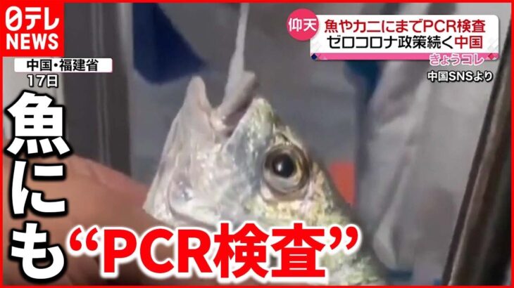 【「ゼロコロナ政策」続く中国】魚やカニにも“PCR検査” 海産物からの感染警戒し…