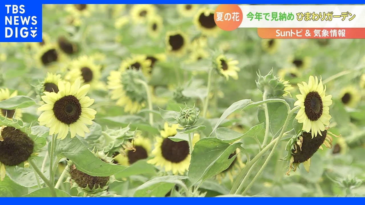 さいごのひまわり畑【SUNトピ】|TBS NEWS DIG
