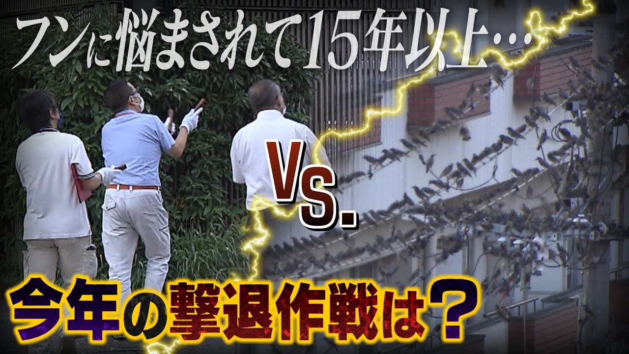 【ムクドリの大群vs.市職員】駅前の道は”フンだらけ”　過去には『ハヤブサ置物作戦』や『悲鳴作戦』　今年は予算ゼロでどう戦う？（2022年8月22日）