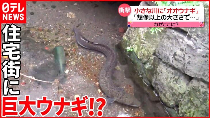 【衝撃】小さな川に約1.5メートルの｢オオウナギ」食べられる？