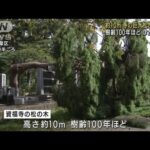 “樹齢100年”の巨大松の木倒れる　仙台市の墓地(2022年9月13日)