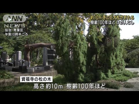 “樹齢100年”の巨大松の木倒れる　仙台市の墓地(2022年9月13日)