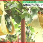 【台風11号が福岡接近へ】食べ頃の梨…収穫前に落ちないよう補強