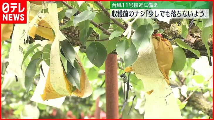 【台風11号が福岡接近へ】食べ頃の梨…収穫前に落ちないよう補強