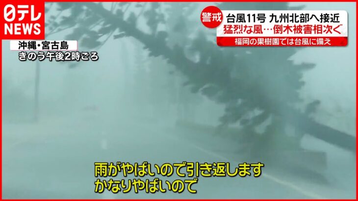 【台風11号】沖縄では倒木被害相次ぐ スーパーでは食料品が品薄に