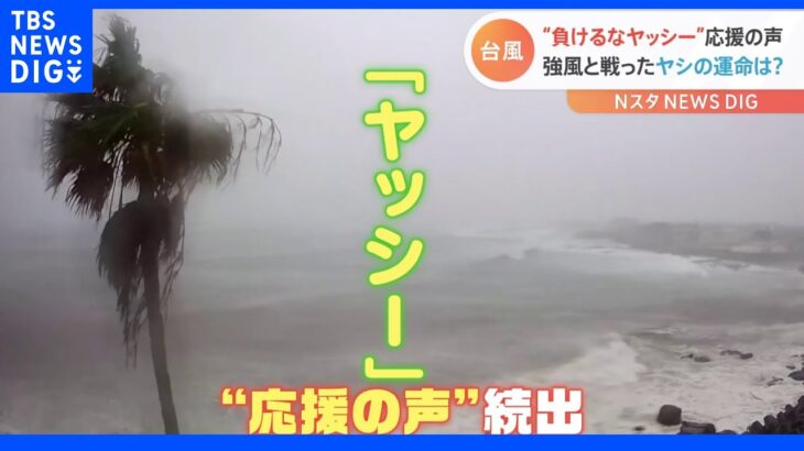 「ヤッシーがんばれ！」台風14号の強風と“戦う姿”に応援の声続出！ホテルのライブカメラが捉えた“ヤッシー”とは！？｜TBS NEWS DIG