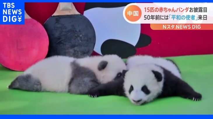 15匹！中国・四川省で赤ちゃんパンダが大集合｜TBS NEWS DIG