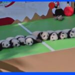 15匹！中国・四川省で赤ちゃんパンダが大集合｜TBS NEWS DIG