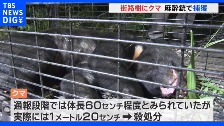 街路樹に1m20cmのクマ　麻酔銃で捕獲 ｜TBS NEWS DIG