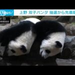 上野の双子パンダ　観覧方法を抽選から先着順に(2022年9月10日)