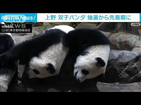 上野の双子パンダ　観覧方法を抽選から先着順に(2022年9月10日)