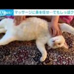 猫のしっぽクネクネ…手のリズムと“シンクロ”(2022年9月16日)