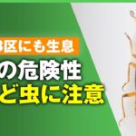 【やけど虫】体液に触れると失明？東京23区にも生息｢アオバアリガタハネカクシ｣とは…対策を聞く