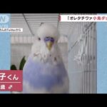 「オレタチワァ小鳥ダッ！」自己紹介が独特なインコ(2022年9月1日)