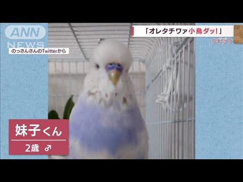 「オレタチワァ小鳥ダッ！」自己紹介が独特なインコ(2022年9月1日)