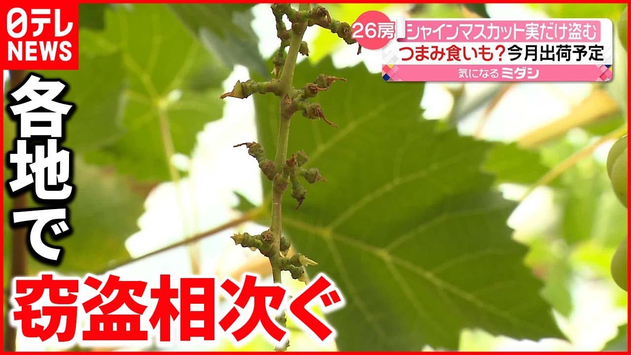 【シャインマスカット】各地で窃盗相次ぐ “実だけ”無くなる被害も…