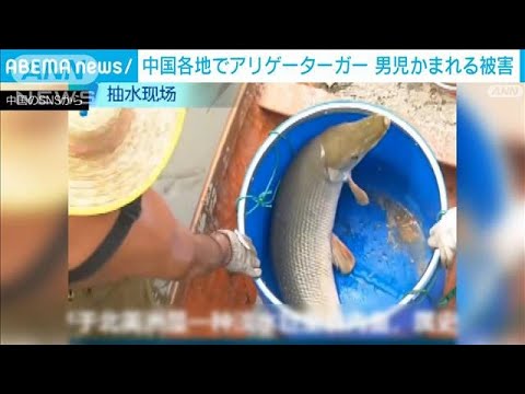 中国各地の池で「アリゲーターガー」見つかる　男児噛まれけが(2022年9月2日)