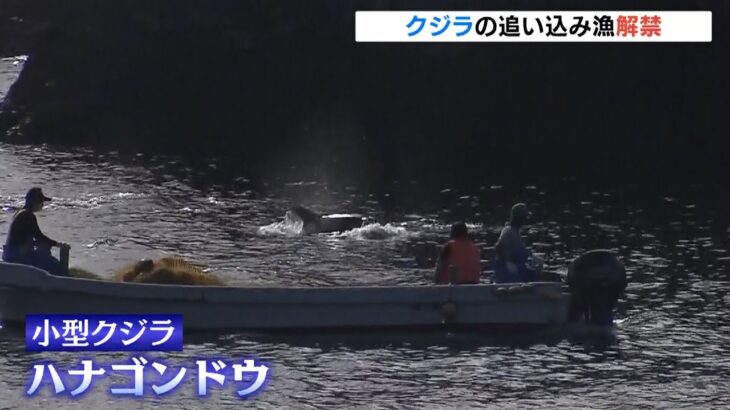 『ハナゴンドウ』約１０頭を捕獲…クジラの「追い込み漁」解禁　和歌山・太地町（2022年9月2日）