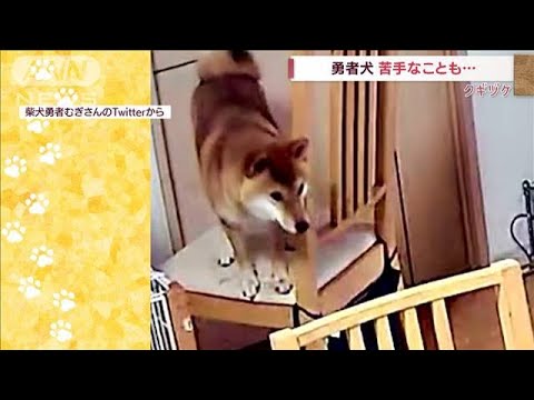 勇者犬、剣で敵を攻撃！でも…高いところはちょっと苦手(2022年9月2日)