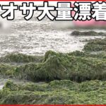 【大量のアオサ】海水浴場に漂着 雨で回収進まず 硫化水素発生し“臭い”も…