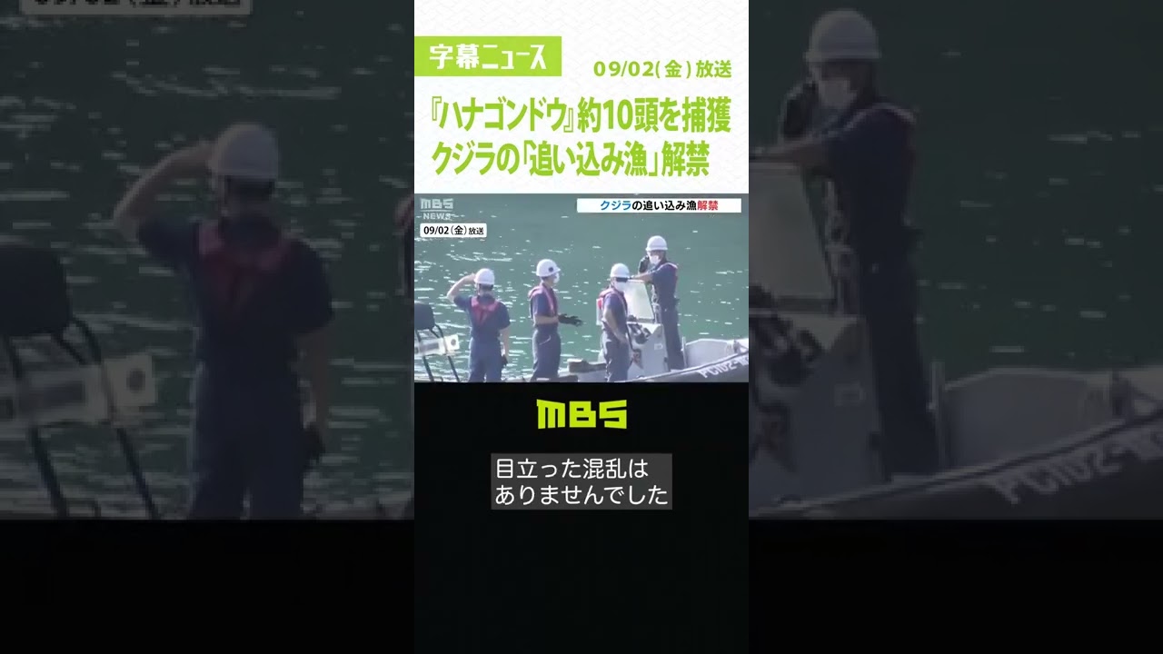 『ハナゴンドウ』約１０頭を捕獲…クジラの「追い込み漁」解禁　和歌山・太地町（2022年9月2日）#Shorts #小型クジラ #追い込み漁