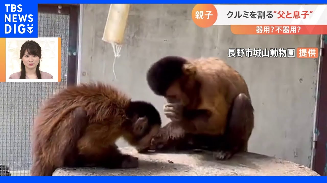 フサオマキザルの父親が子どもにクルミ割りを伝授！！器用に割る父親に対し息子は…意外な結末｜TBS&nbsp;NEWS&nbsp;DIG