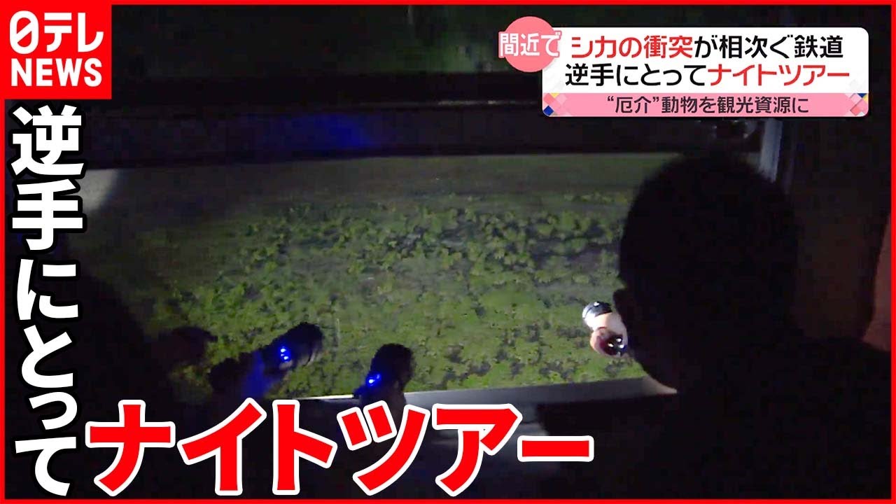 【厄介な動物】逆手にとって観光資源に 展示やシカの衝突が相次ぐ鉄道では「ナイトツアー」