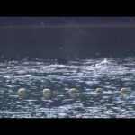 イルカやクジラの追い込み漁解禁、ハナゴンドウ約１０頭を捕獲　和歌山・太地町