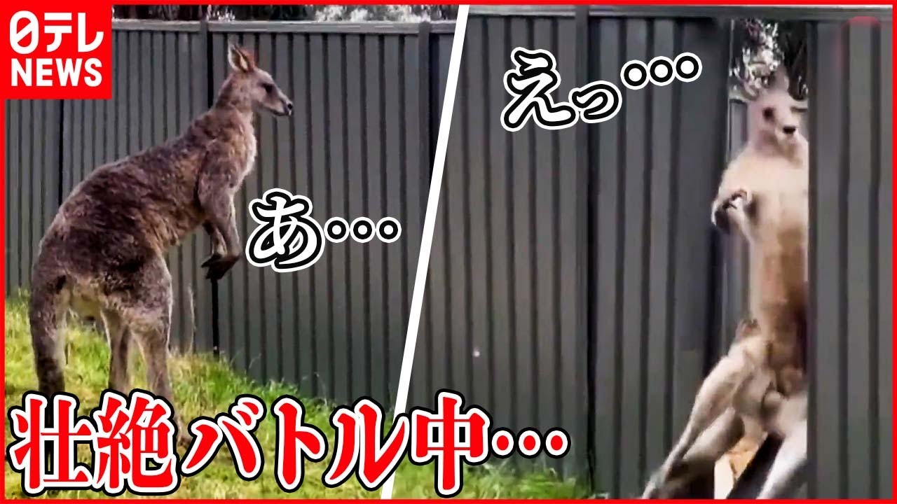 【まさか】カンガルーたちの壮絶バトル 突き飛ばされて… オーストラリア