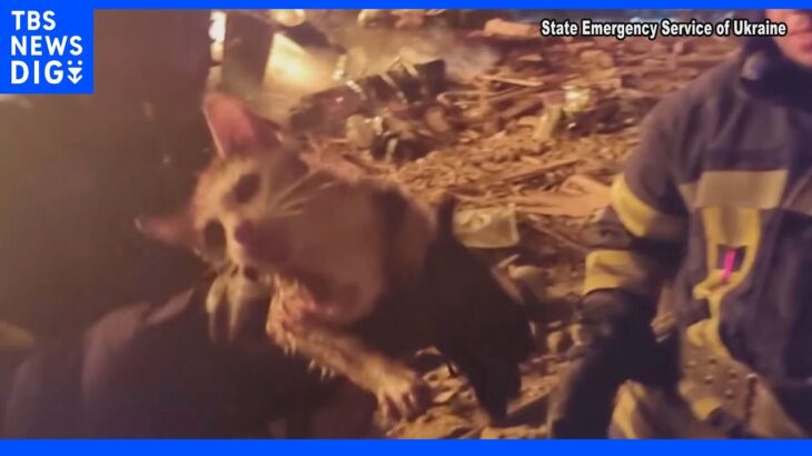 攻撃による火災現場から子ネコを救出　ウクライナ・ハルキウ　｜TBS NEWS DIG