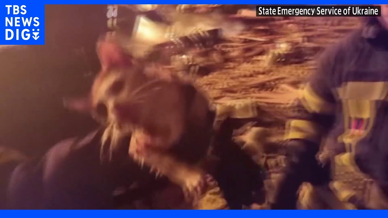 攻撃による火災現場から子ネコを救出 ウクライナ・ハルキウ|TBS NEWS DIG