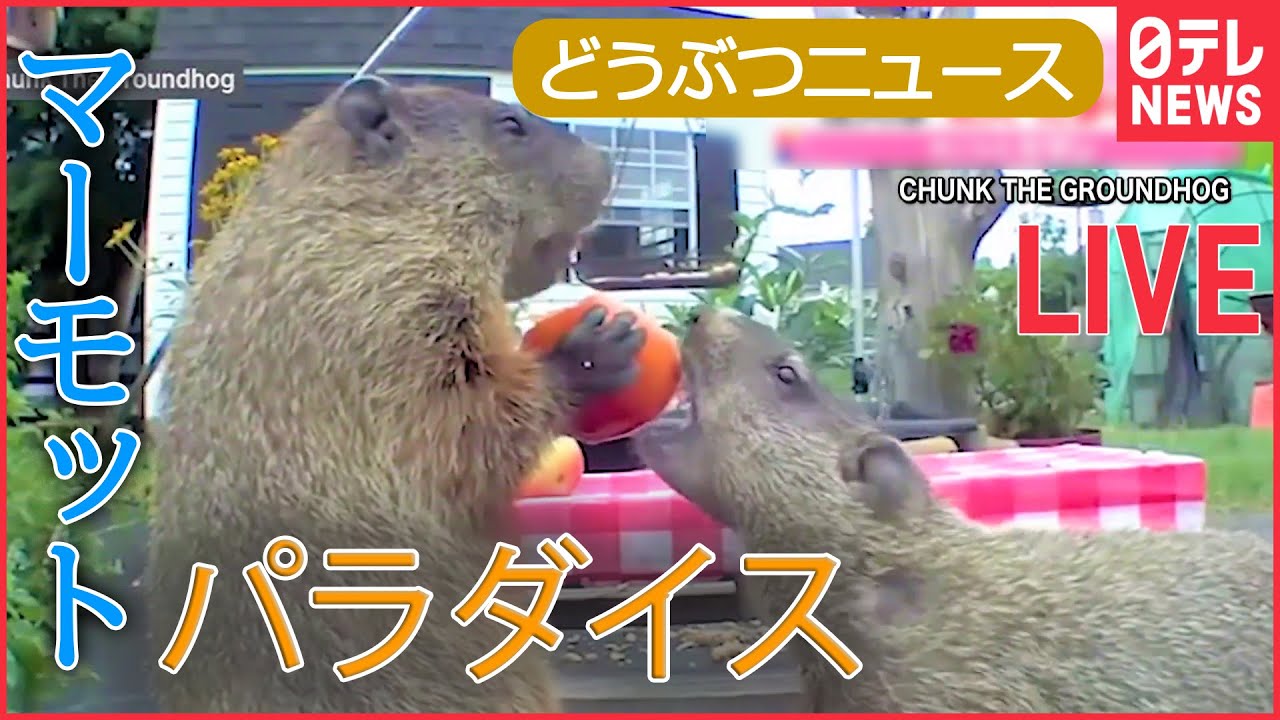【ライブ】動物ニュース　菜園荒らす犯人に夢中… / マンションの壁にネコ / カンガルーたちの壮絶バトル / 犬の目にも“感動”で涙 / レッサーパンダの風太君 など （日テレNEWS LIVE）