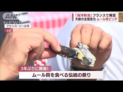 欧州熱波で生態系に影響　人気のムール貝が不漁の危機(2022年9月5日)