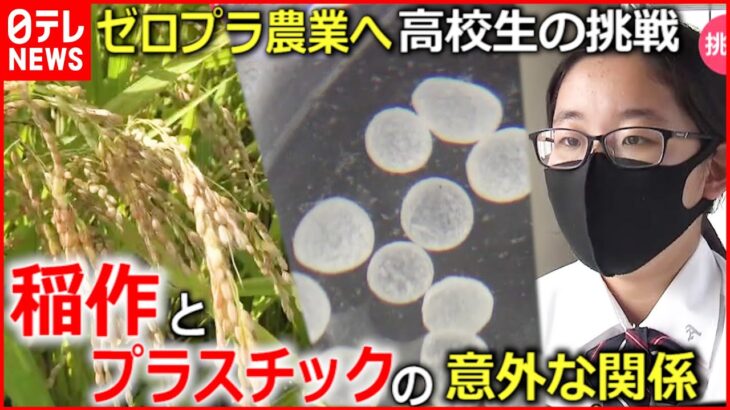 【高校生の挑戦】稲作でもプラゴミが!? ゼロプラ農業への取り組み　宮城　NNNセレクション