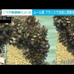【解説】海にも熱波の影響　カニがムール貝を…　パリ支局・金指光宏支局長(2022年9月5日)