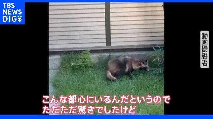 “新宿駅たぬき騒動”の翌日…渋谷でも「くつろいで寝ていた！」　都心で相次ぐたぬき目撃も「触らずそっと見守って」｜TBS NEWS DIG