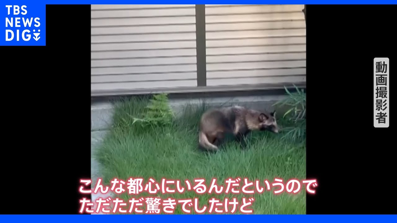 “新宿駅たぬき騒動”の翌日…渋谷でも「くつろいで寝ていた！」　都心で相次ぐたぬき目撃も「触らずそっと見守って」｜TBS&nbsp;NEWS&nbsp;DIG