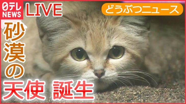 【ライブ】動物ニュース 「かわいい」スナネコの赤ちゃん / ピーマンとカメ /マンションの壁にネコ / 犬が突然“宙づり”に / 双子パンダ など （日テレNEWS LIVE）