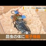 “サイボーグ昆虫”開発成功「災害時の人命探索に」(2022年9月6日)