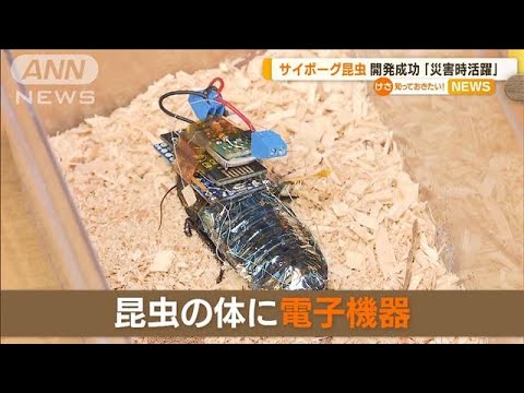 “サイボーグ昆虫”開発成功「災害時の人命探索に」(2022年9月6日)