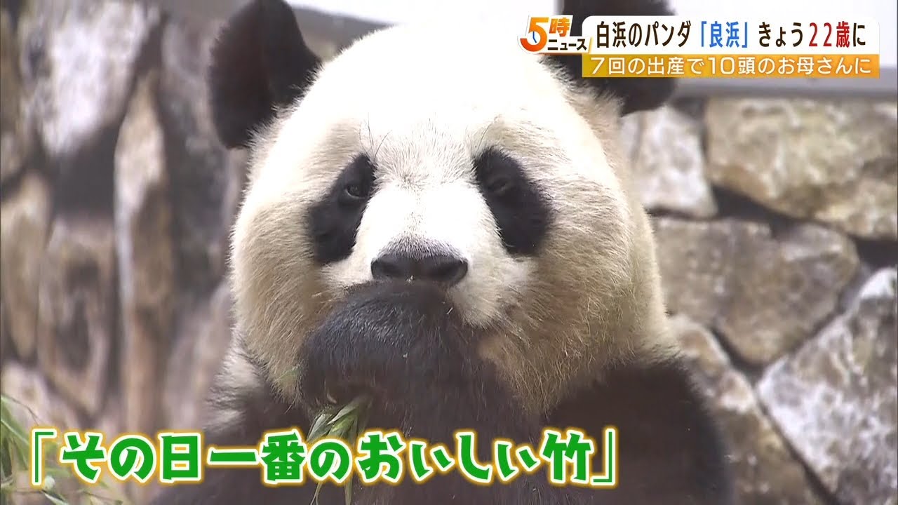 お母さんパンダ・良浜が22歳に“子どもたちイメージした氷”そっちのけで竹に夢中!(2022年9月6日)