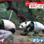 【最新映像】双子パンダが“追いかけっこ” 上野動物園